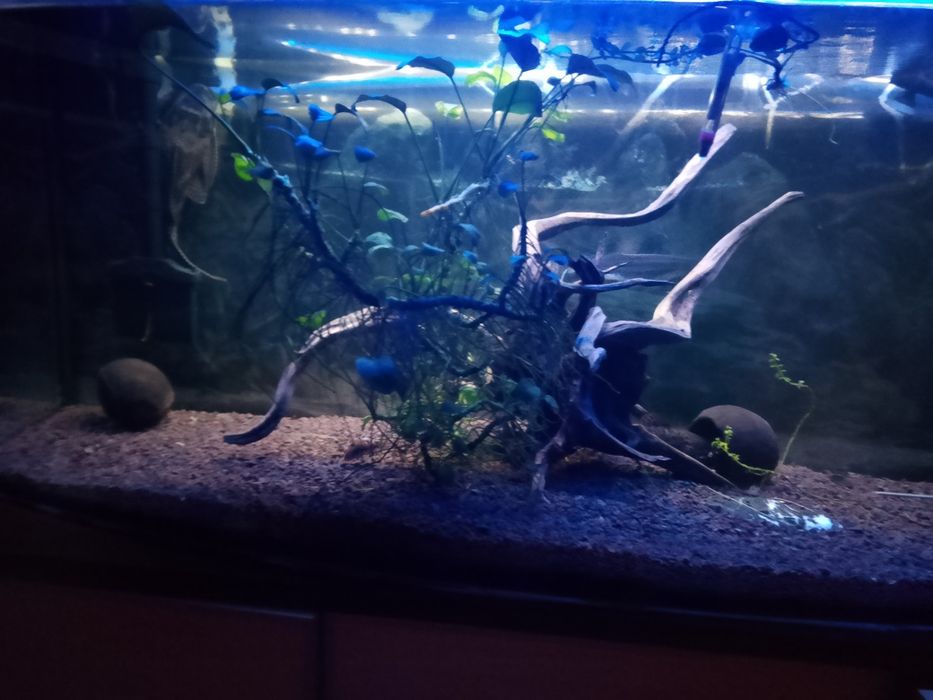 Sprzedam kompletne akwarium