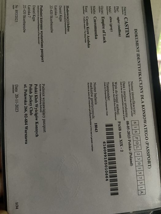 Czysta Krew Arabska Castini Wałach