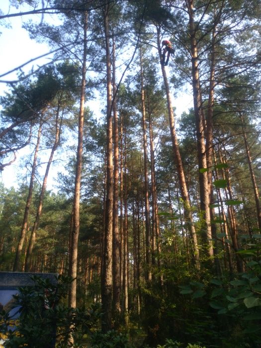 Drewno drzewo kominkowe opałowe Konstantynów Zgierz Łódź Pabianice