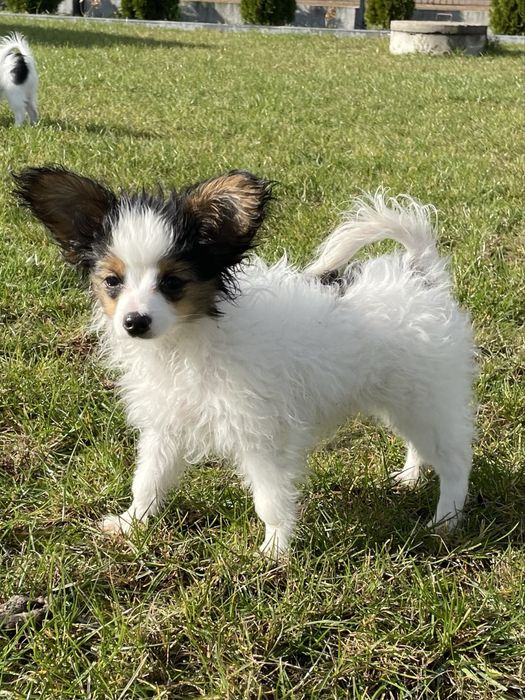Papillion suczka po champinach