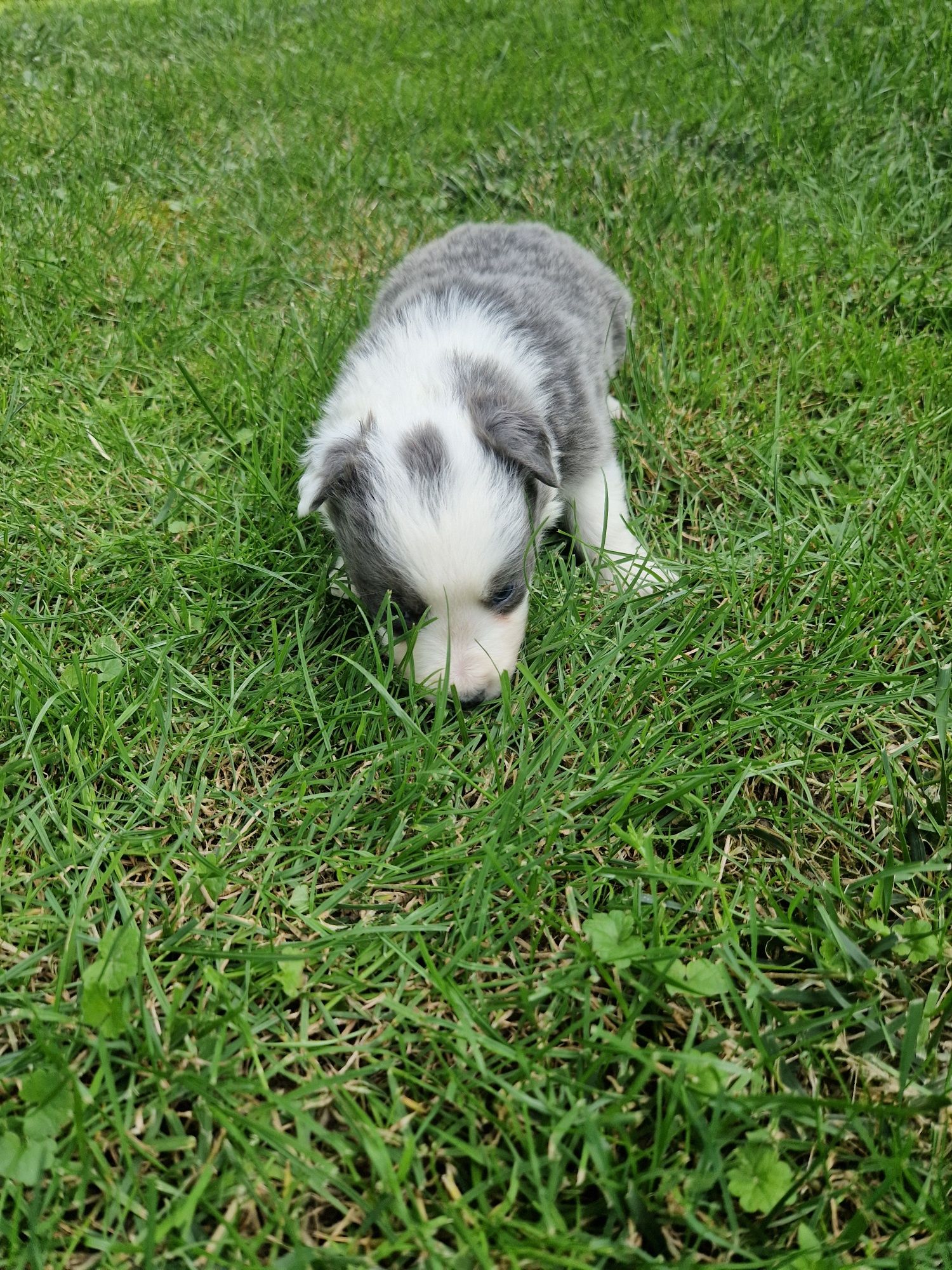 Szczeniak Border Collie