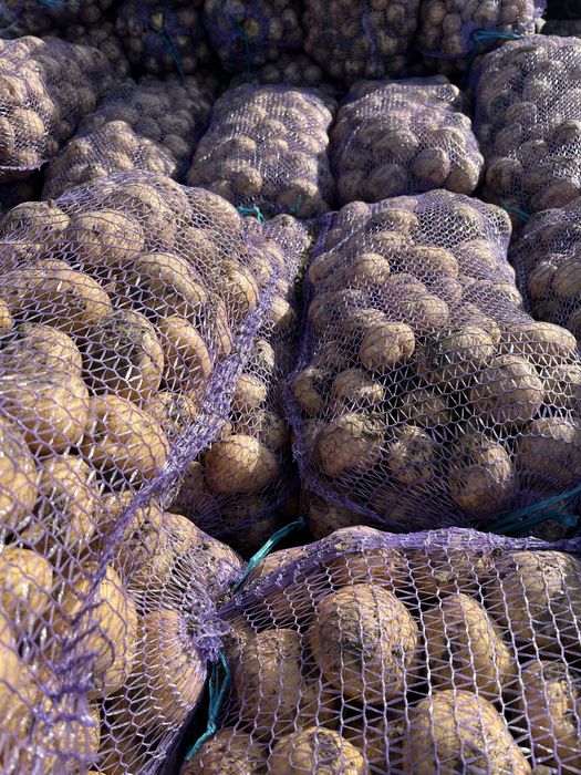 Картопля рівʼєра насіння