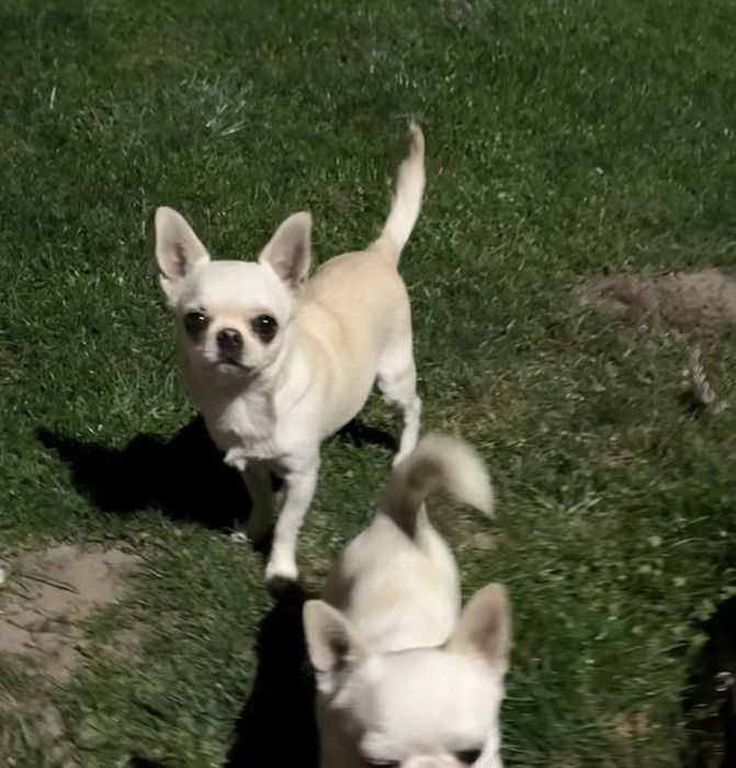 Chihuahua-suczka