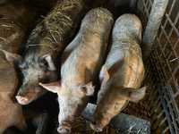 Продам свині на мясо жива вага 80-160кг