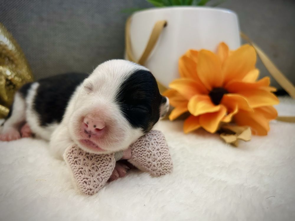 Excelente menia  border collie tricolor