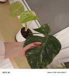 4 monstery variegata.cena za 1 szt