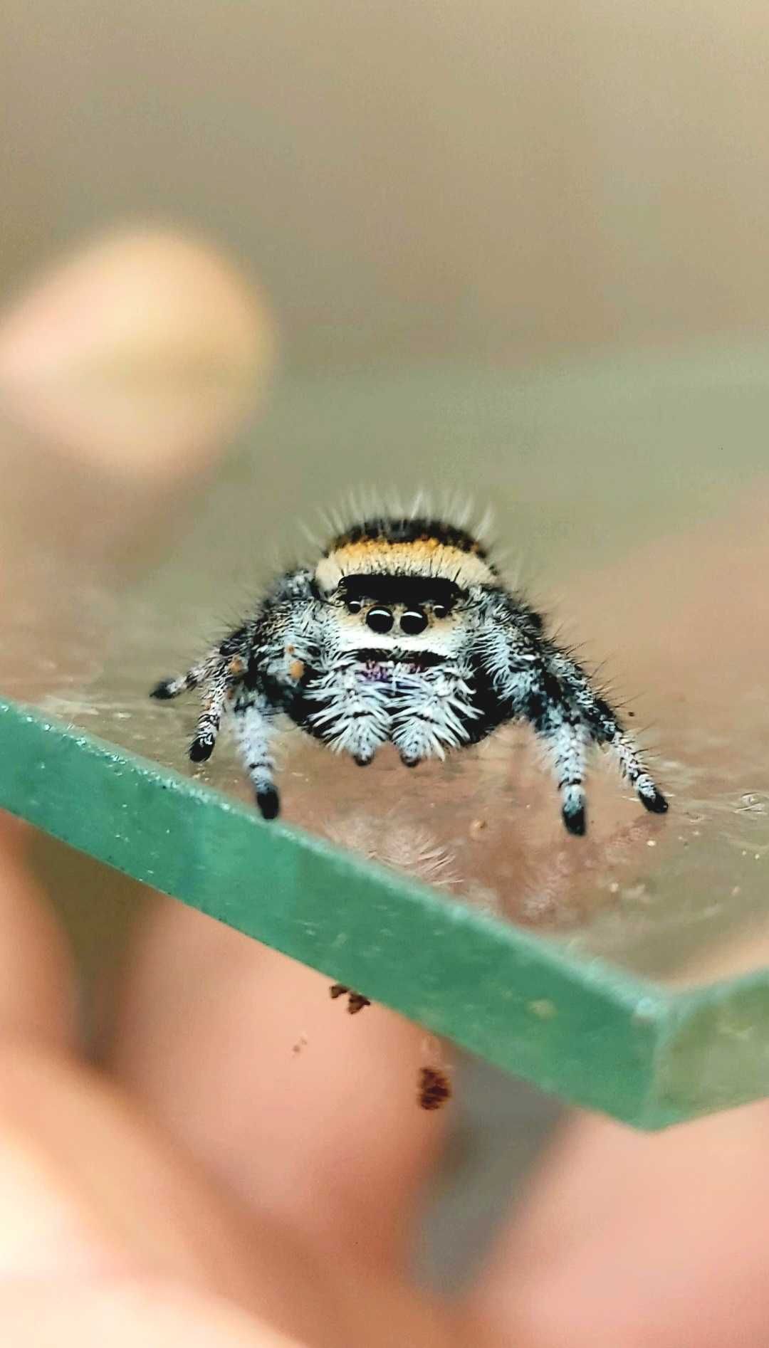 Skakun Phidippus Regius soroa L5