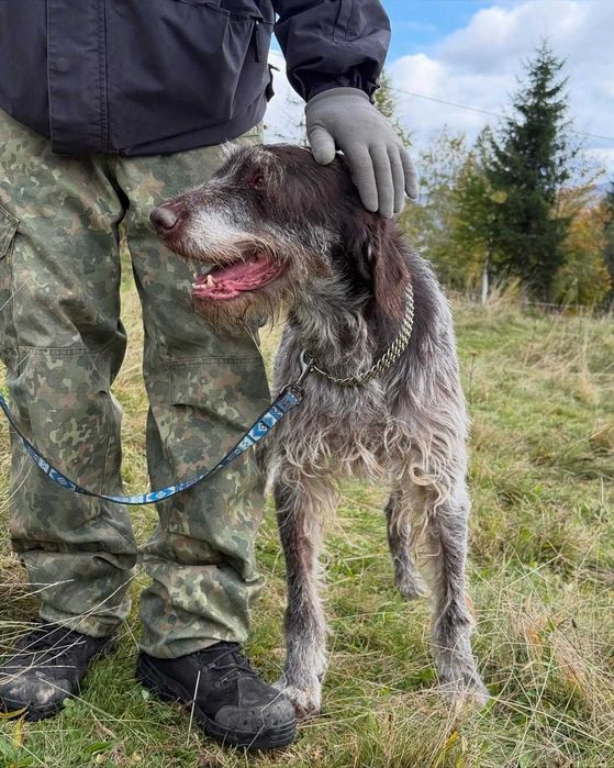 Арчі, дратхаар, шукає дім