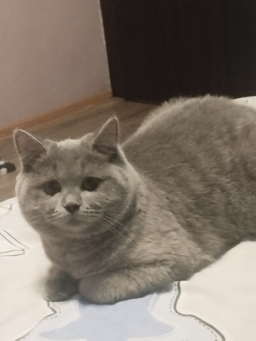 Шотландочка плюшева з прививками