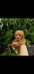 Bichpoo maltipoo f1b suczka