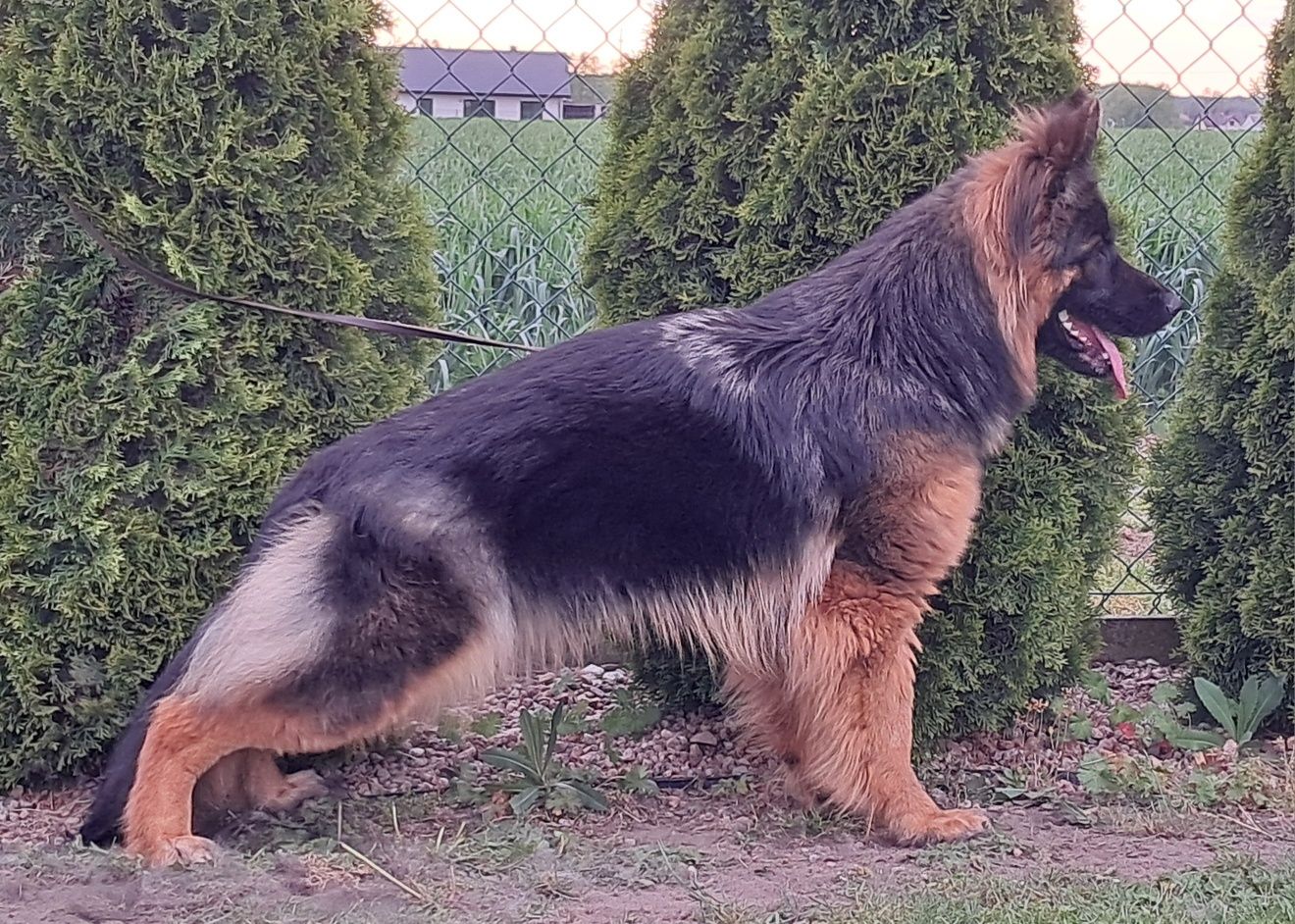Owczarek niemiecki