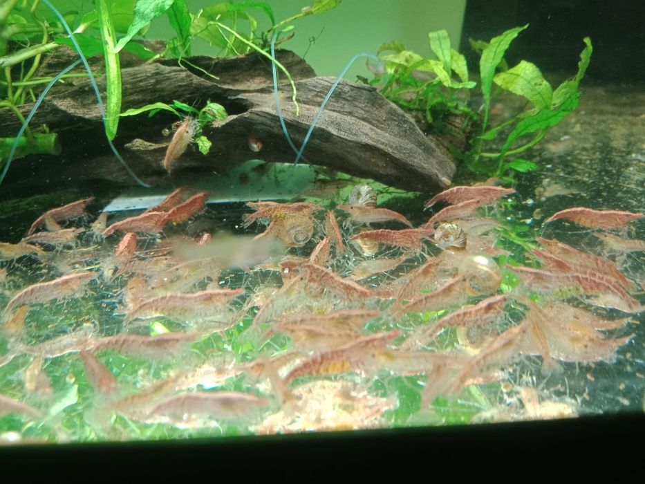 Krewetki neocardina różowe