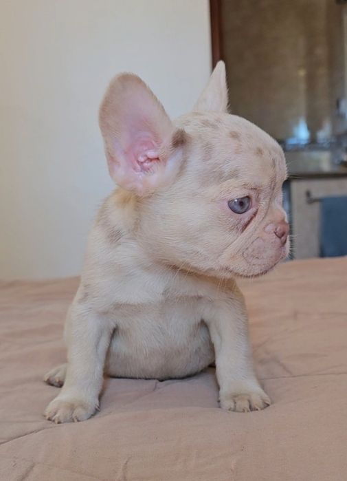 Bulldog Francês New shade merle and tan