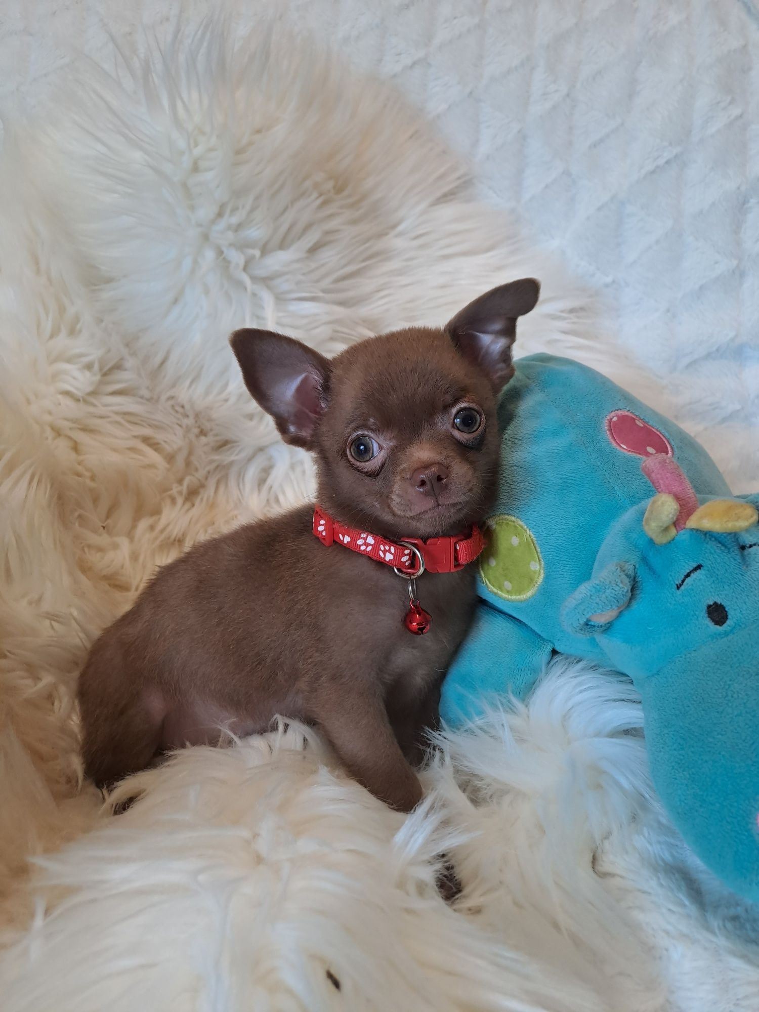 **MAYBI**chihuahua piesek choco gotowy do odbioru