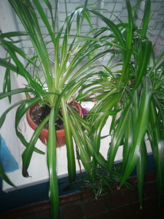 Продам квіти, витримують тиждень без поливу,холод і тд