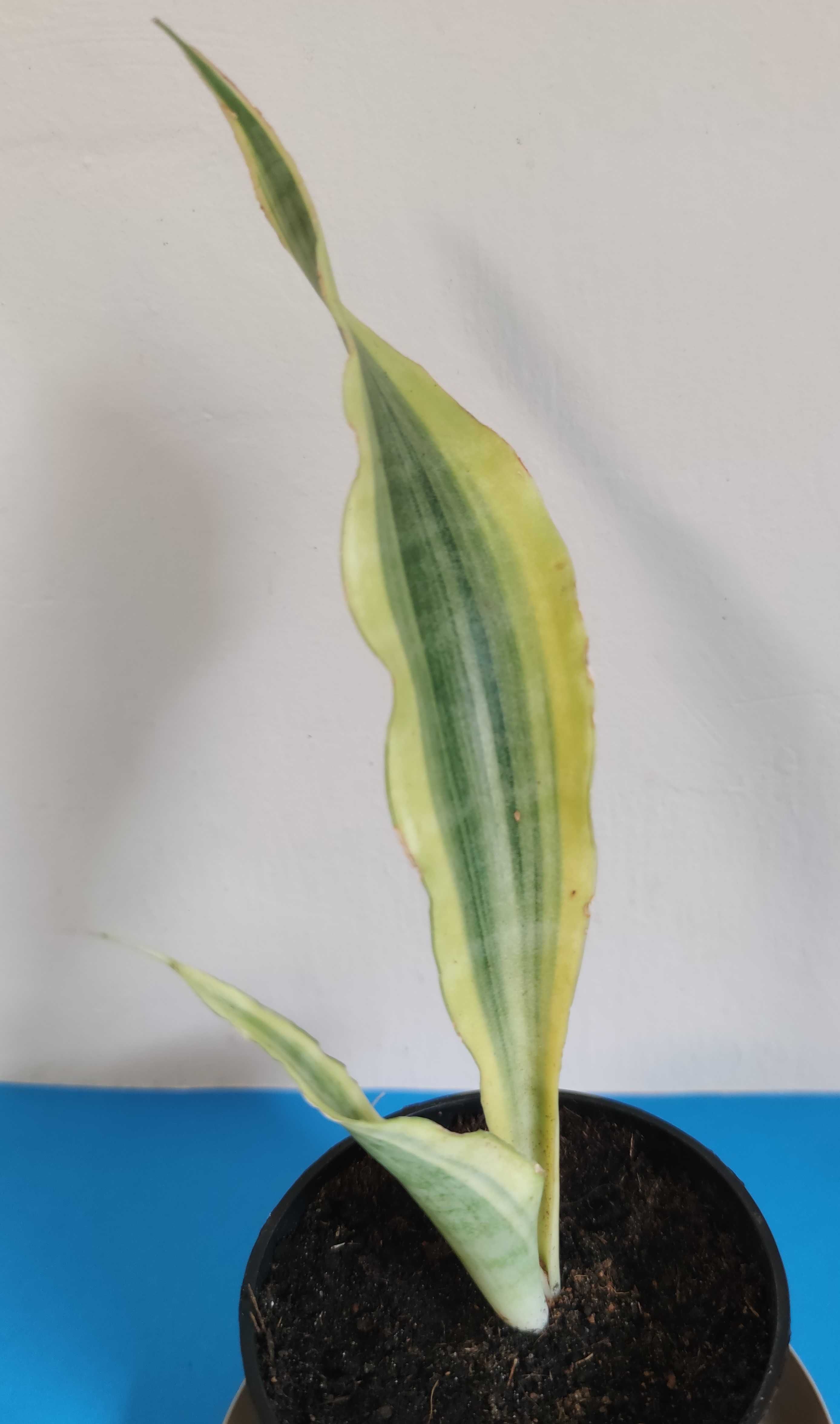 Sansevieria  Yellowstone