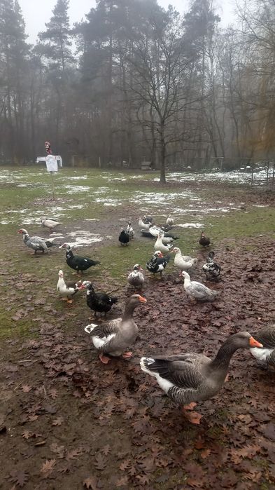 Sprzedam Kaczki i Gęsi