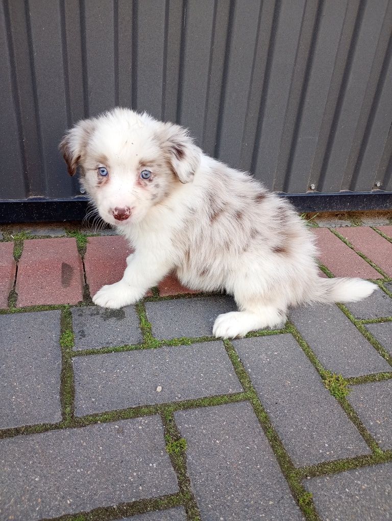 Border Collie red merle gotowe do odbioru