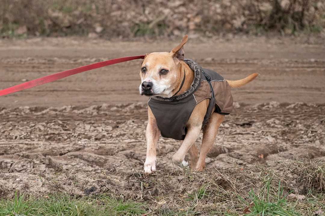 Zara - sunia w typie ttb do adopcji