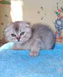 Шотландский вислоухий котёнок.