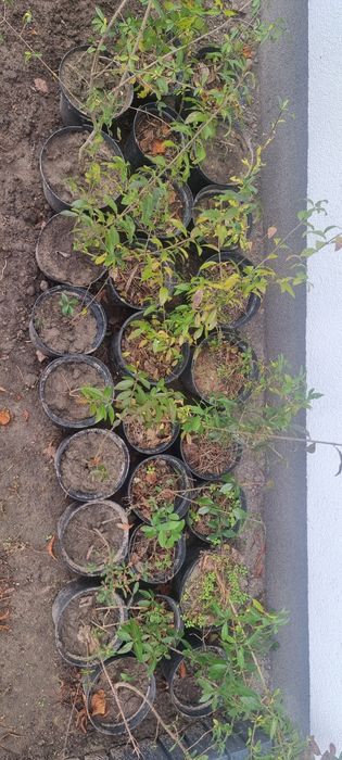 Ligustr na żywopłot 25 sadzonek