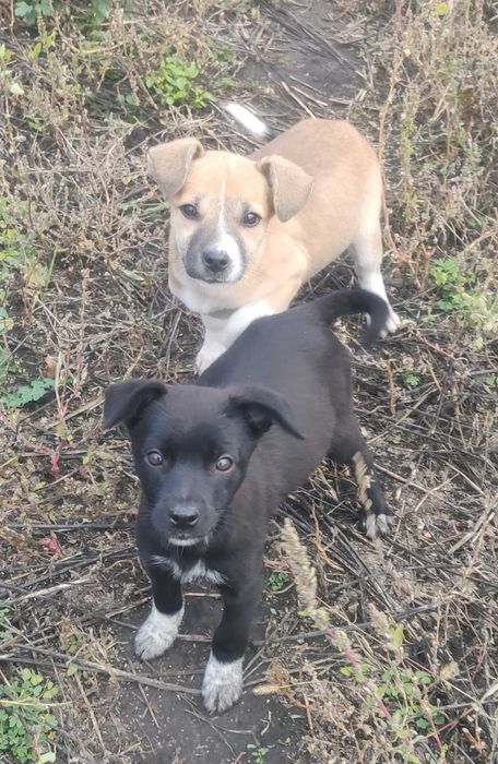 Щенки, чистокровные дворяне. Безкоштовно