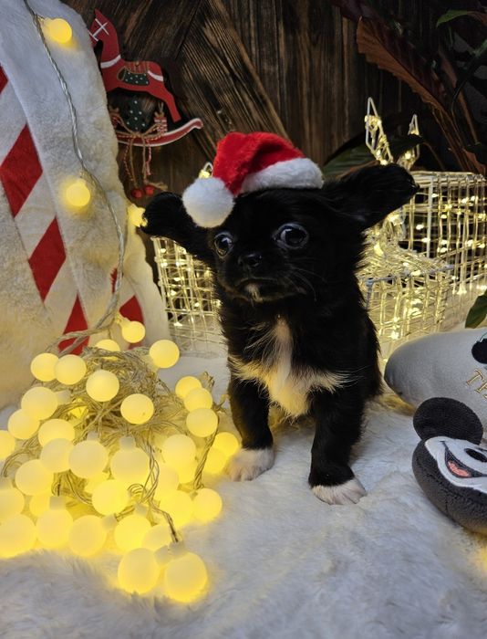 Chihuahua chłopiec gotowy do odbioru