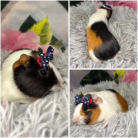 Świnki Morskie Cavie