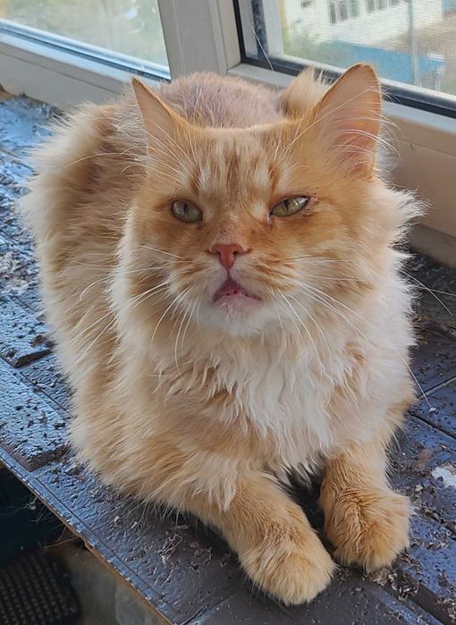 Рыжий красавчик Мартин