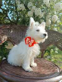 Zapraszam do rezerwacji West Highland White Terrier sunia