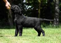 FLAT COATED RETRIEVER - cudny, czarny chłopczyk gotowy od odbioru