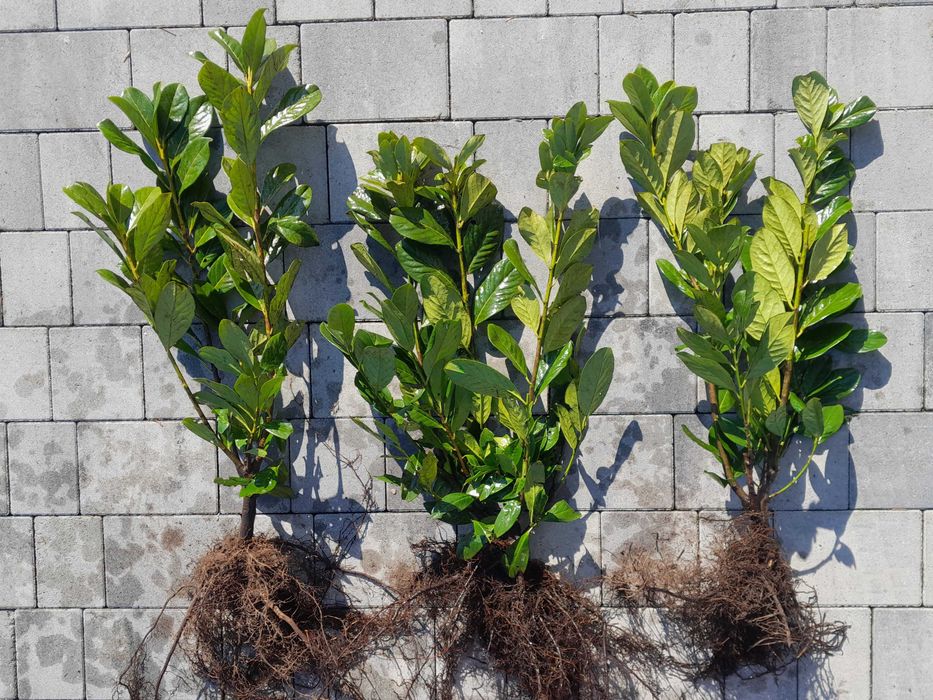 Laurowiśnia wschodnia! 200cm! Sadzimy! Novita Caucasica Rotundifolia!