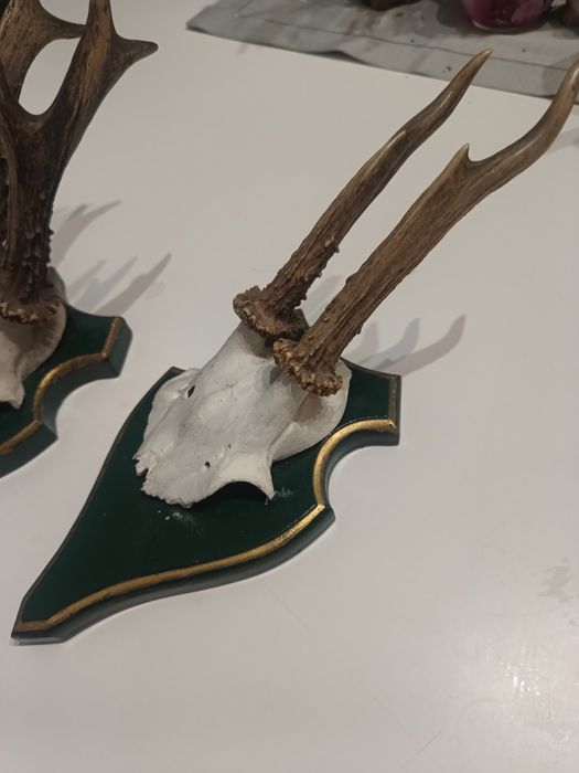 Poroża Jelonka na desce