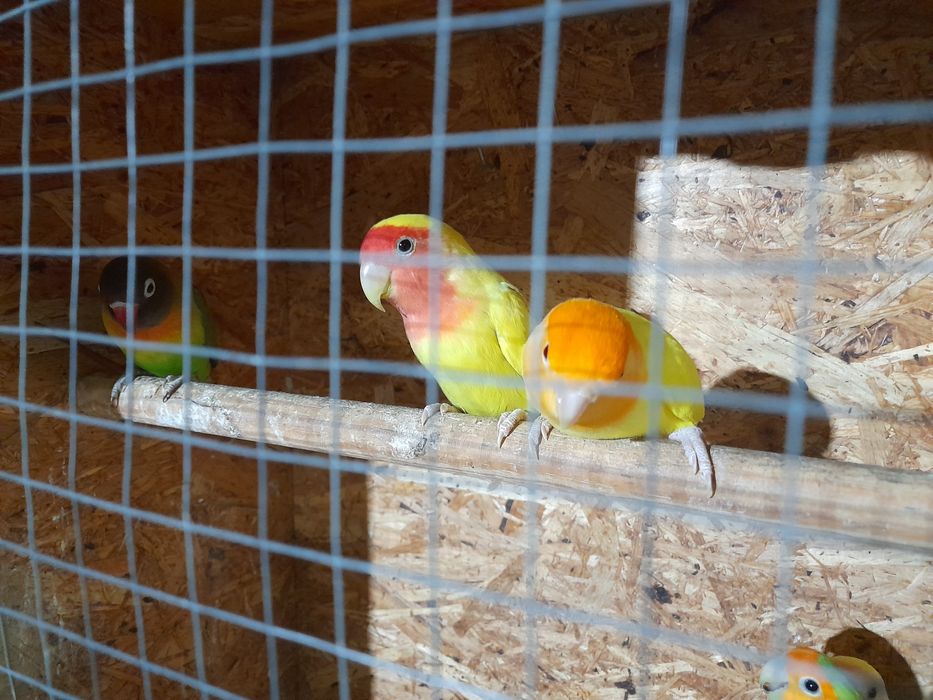 Apagornis disponíveis