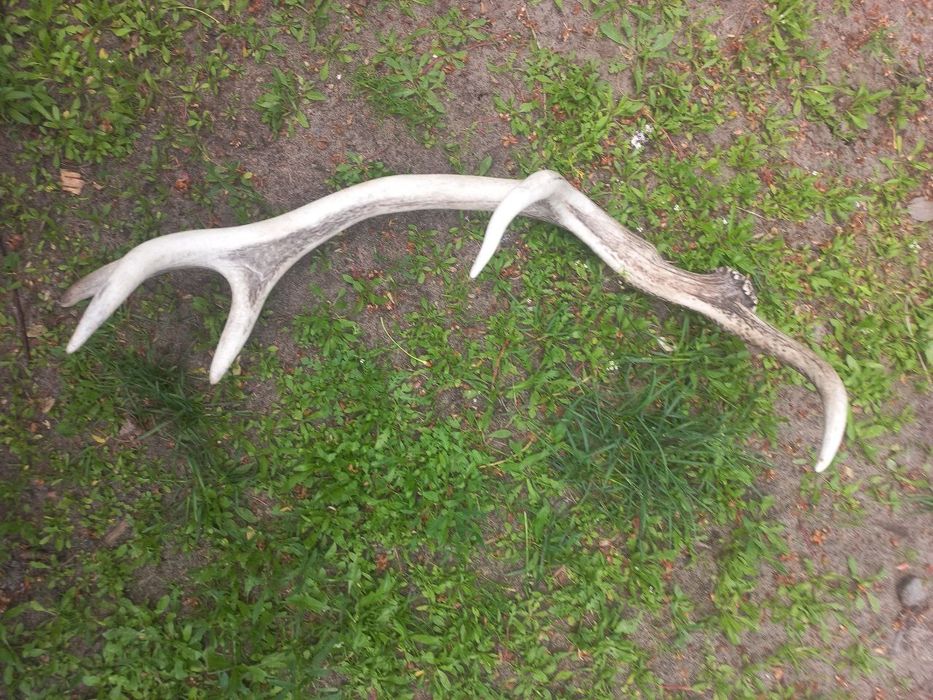 Роги оленя,оленьи рога