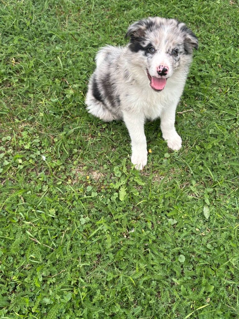 Piesek border collie (blue merle) - do odbioru