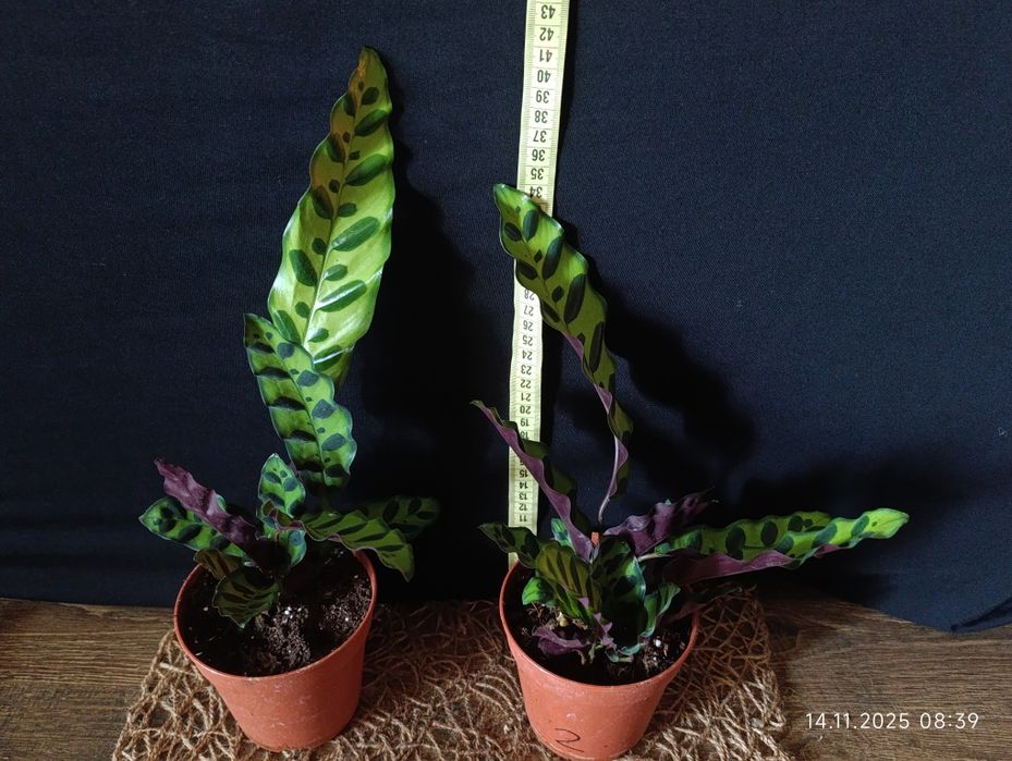 Калатея Лансіфолія