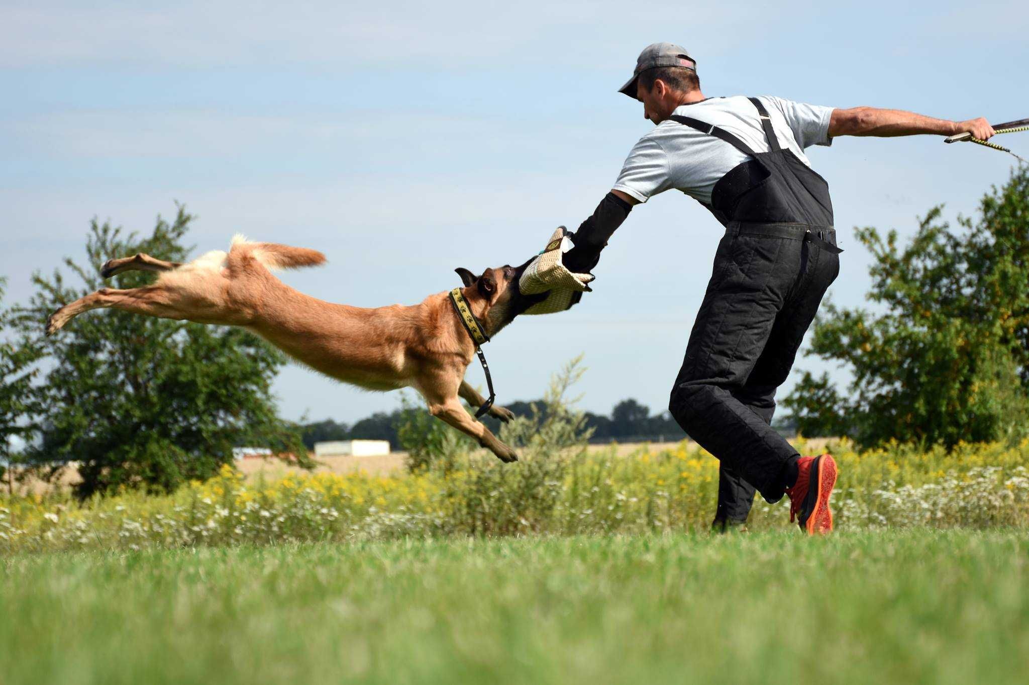 Owczarek Belgijski Malinois  - Wrocław