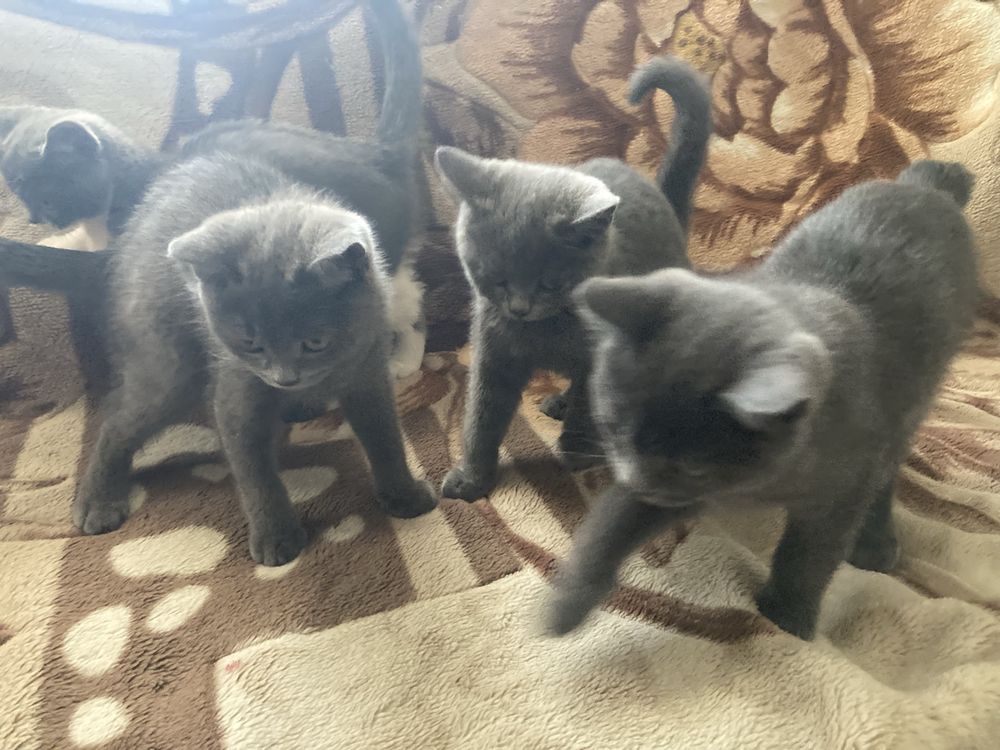 Котята в добрые руи.