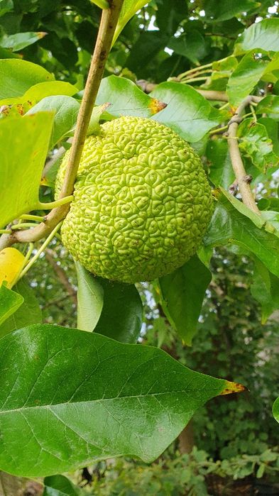 Маклюра (Адамовое яблоко)  -урожай 2025г.