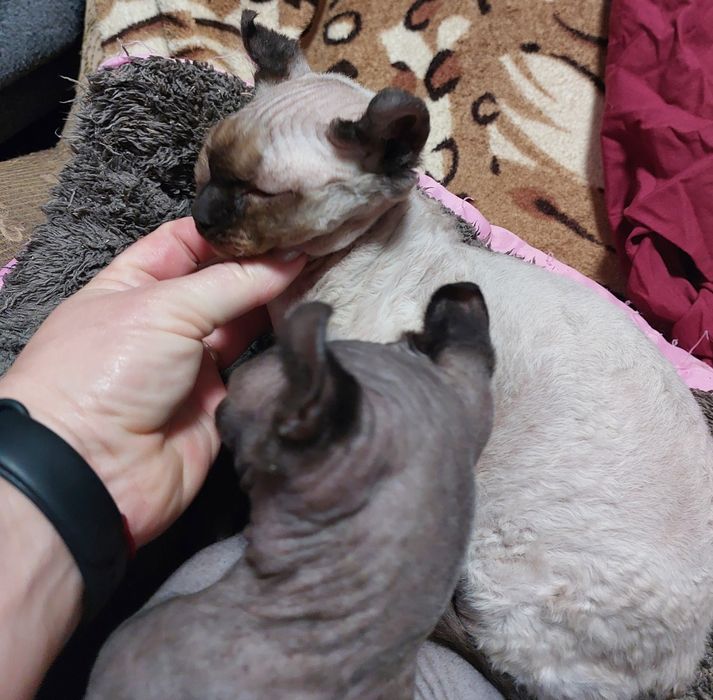 Шикарная девочка канадского сфинкса эльфийка.