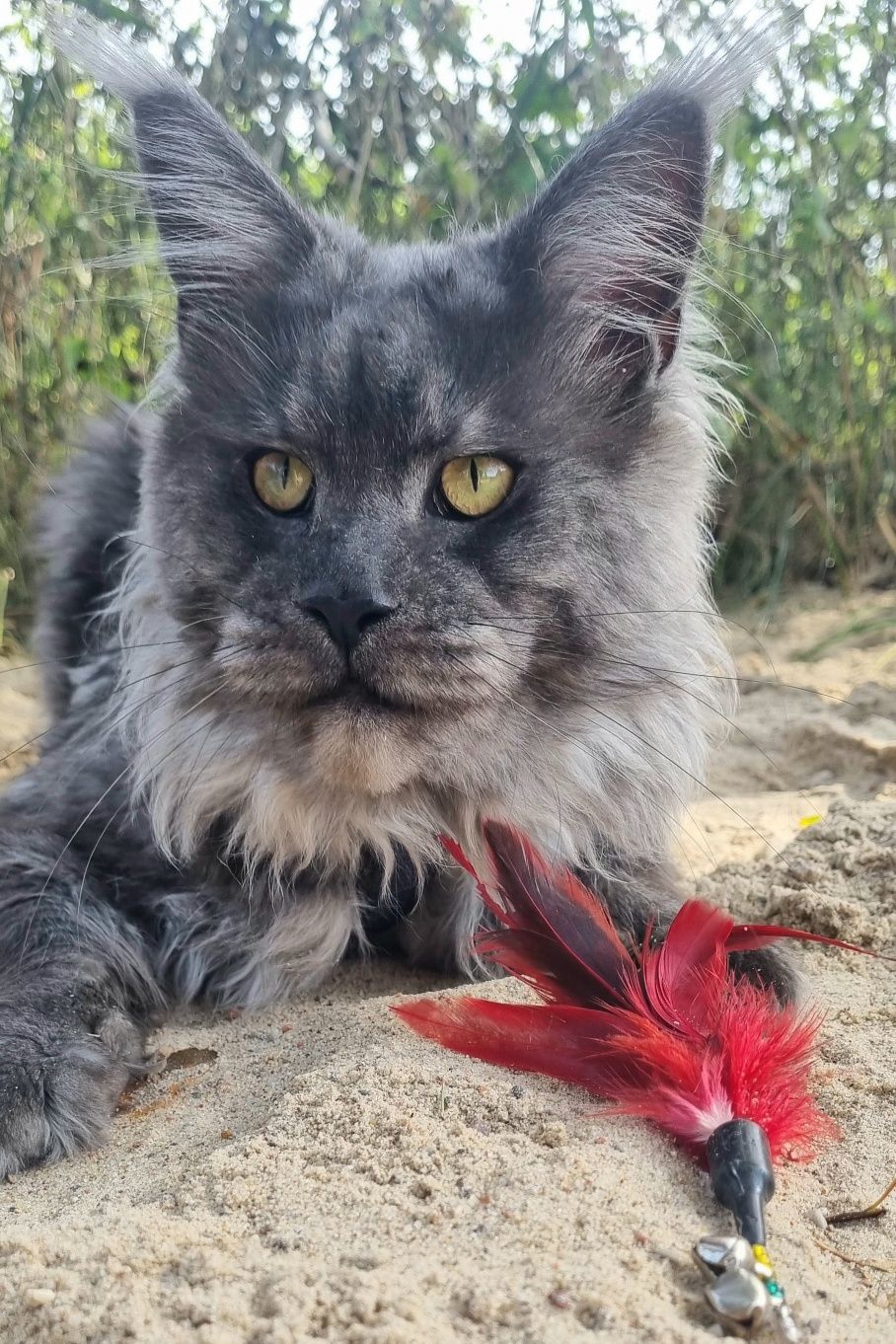 Kocurek Maine Coon czarny wysoki dym