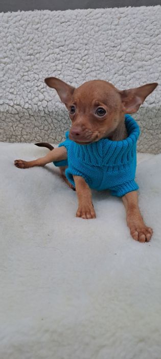 Солнечный мальчик тойчик, стандарт