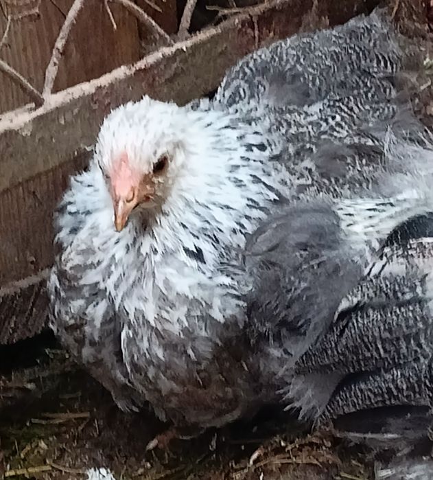 Kochin miniaturowy karzełek kochin parka