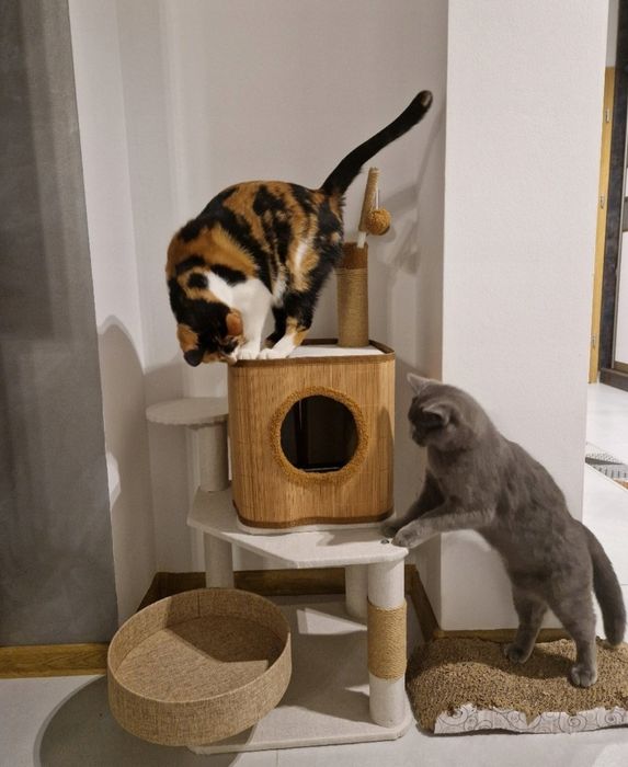 NOWY drapak dla kota BAMBUS z domkiem premium i legowiskiem dla kota