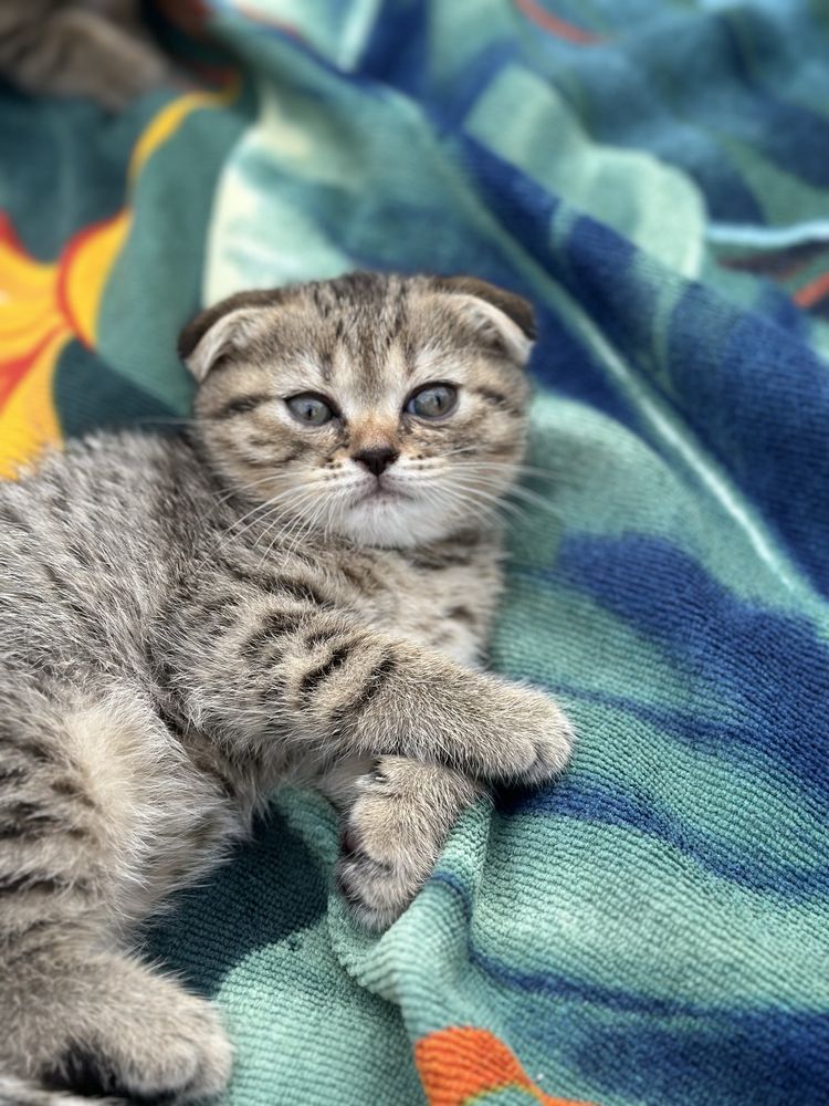 Продаються чистокровні кошенята