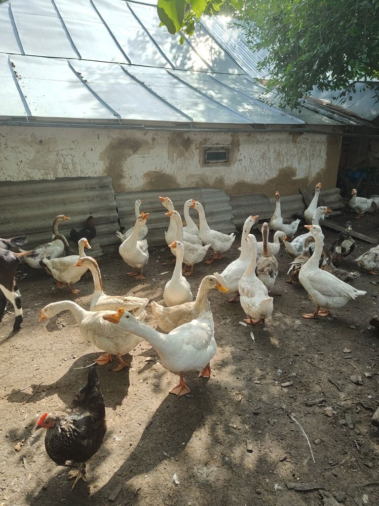 Продам гуси великі