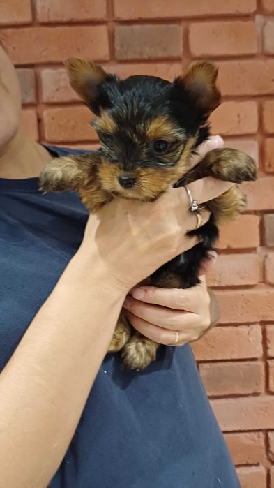 Piękna suczka Yorkshire Terrier w kolorze czarno-złotym