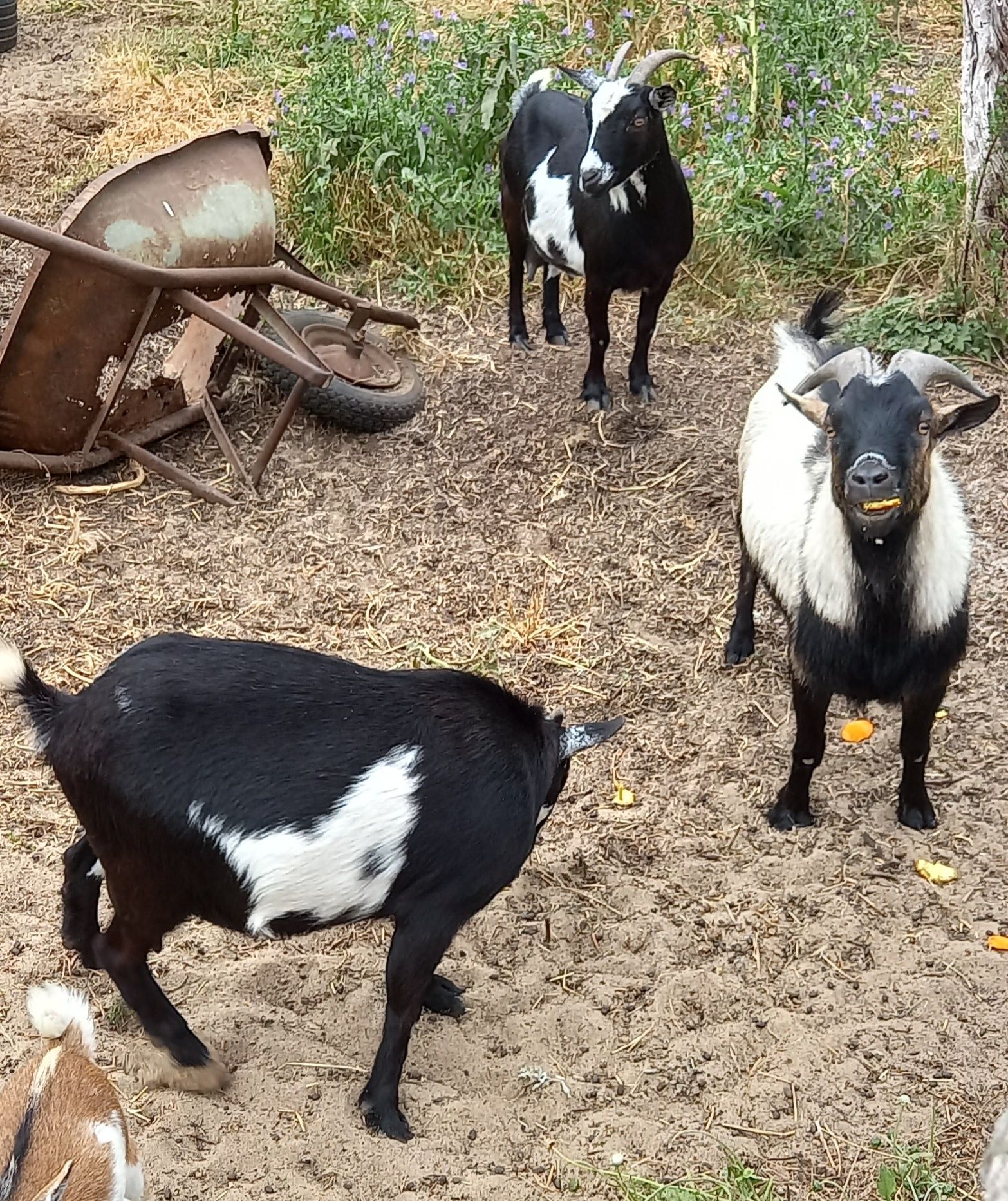 Trio de 2 cabras anãs prenhas e 1 bode por motivos de saúde