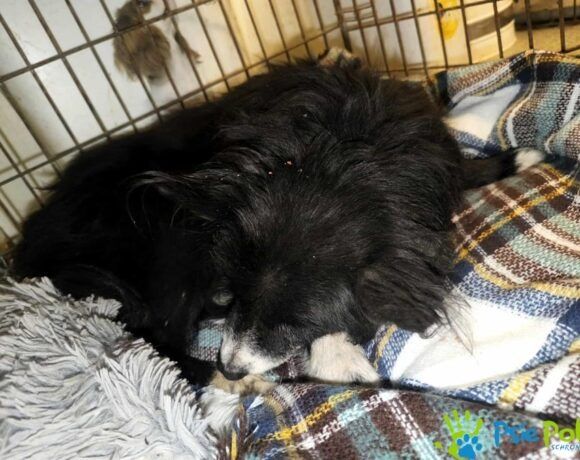 Starszy miły, piesek TAMIREK szuka domku!